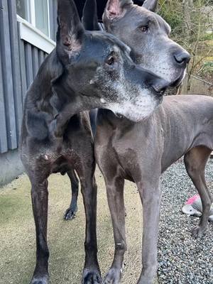 A post by @jonniedanes on TikTok caption: Best friends for 10 years. #bestfriend #greatdane #danes #fyp #dogs #greatdanesoftiktok #danesoftiktok #fypage 