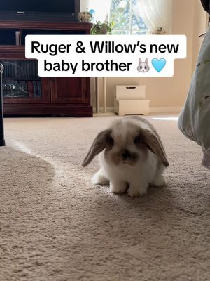 A post by @ruger_and_willow on TikTok caption: Suprise, we have a new family member! Everybunny, meet Remi, he is a 10 week old holland lop 🩵🐰 we are all still adjusting but its going well (for the most part lol). Ruger loves laying by his pen and “protecting” him. Willow is still confused as she naturally has a high prey drive. PS. Dont worry, we dont plan on letting the dogs and Remi free range together nor do we let them interact unsupervised. #hollandlop #hollandlopbunny #bunny #babybunny #dogsandbunnies #dogsbestfriend #bunnyanddog #newpet 