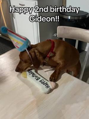 A post by @gideonthedachshund on TikTok caption: If you want to get him anything! Look at bio #birthday #dogsoftiktok 