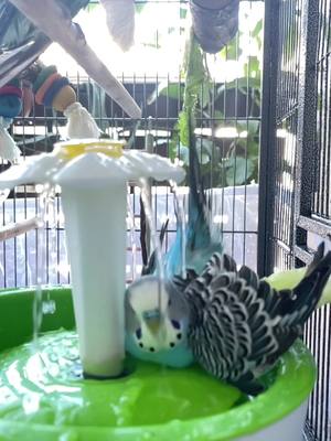 A post by @siblingbudgies on TikTok caption: Fairy Budgie🧚🦜 #majestic #budgie #parakeet #budgiesoftiktok #weareback 