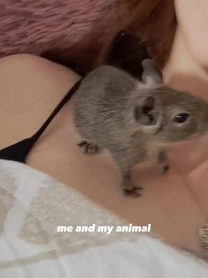 A post by @eileen.019 on TikTok caption: Ich liebe meine Degus❤️🥺 #degulove❤️ #haustierliebe #animallover #capcut #viral #featureme #fy #foryou #foryoupage #happy 