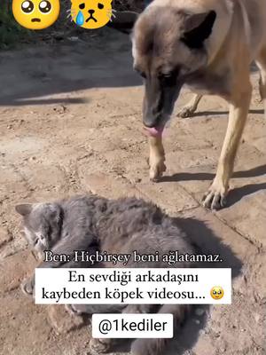 A post by @1kediler on TikTok caption: arkadaşını kaybetti 😿😭 #1kediler #1kedilerdünyası #1keşfetteyim #1sevimlikedi #fyp #foryou #tiktok #viral #reels #fypシ #foryoupage #cat #kiten #kedi #keşfet #kesfet #keşfetteyizzz #kesfetteyiz #keşfetimiaç #sadvideos #köpek #dog #dogsoftiktok #keşfet #kesfet 