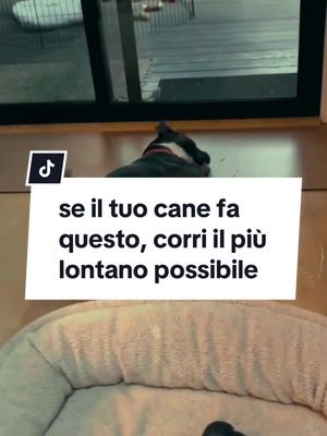 A post by @fatti_terrificanti on TikTok caption: se il tuo cane fa questo, corri il più lontano possibile… #orrore #terrificanti #cane #crisiepilettica 