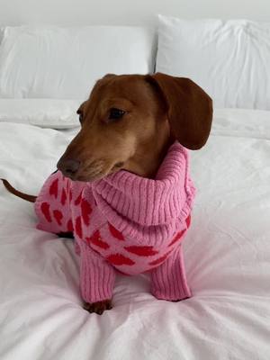 A post by @scoutthedox on TikTok caption: be my valentine? 💕🥺 #dachshund #minidachshund #dachshundpuppy #minidachshunds #ValentinesDay #vday #vdaygift 