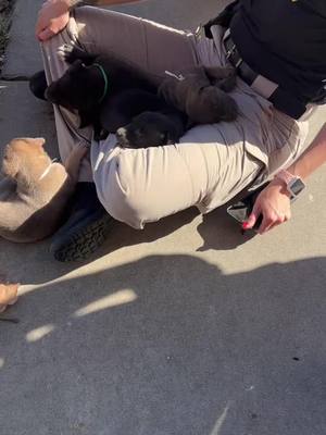 A post by @littlecop4900 on TikTok caption: Bates County Sheriff trying to find homes for abandoned puppies.  