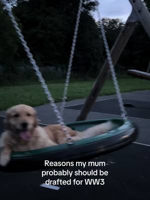 A post by @wallaceisgolden on TikTok caption: #goldenretriever #ww3 