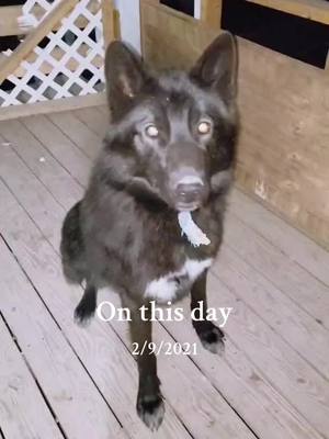 A post by @trickster.loki on TikTok caption: #onthisday #goofy #wolfdoglovers #wolfdogsoftiktok #realwolfdog #blackphasewolfdog #midcontentwolfdog #fyp #foryou #companionship 