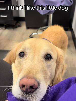 A post by @maryrocc on TikTok caption: Lily 🥹🫶🏻 #goldenretriever #dog #fyp #servicedog 