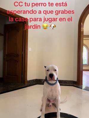 A post by @laura.bienes.raices on TikTok caption: Casa de lujo en El Rosario con amplio jardin, $51,00,000. Pet friendly 🐶😂#sanpedrogarzagarcia #casasenventa #marmurbienesraices 