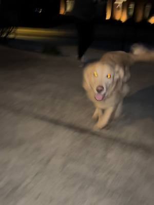 A post by @maryrocc on TikTok caption: Zoomies when ma gets home #fyp #goldenretriever #dogsoftiktok 