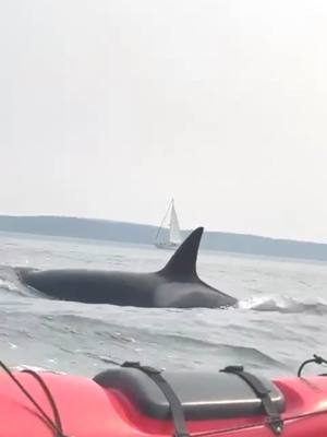 A post by @seaquestkayak on TikTok caption: Orca Surprise🤩😲 #orcas #orcawhale #kayaking #kayakwithwhales #whalelife #seaadventure #sealife #amazing #orcaencounter #orcasurprise #seattle #seattlewashington