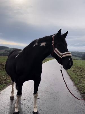 A post by @trixis_horselife on TikTok caption: My favorite 🐴💕💕💕  #sendinglove #Love #horse #equestrian #fy #pferd