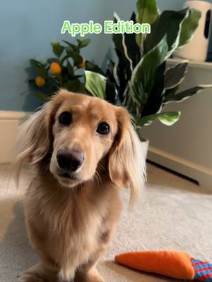 A post by @miniaturedachshundgeorge on TikTok caption: Apples got that good cronching #asmr #dachshund #asmrsounds #asmrtiktoks #asmreating 