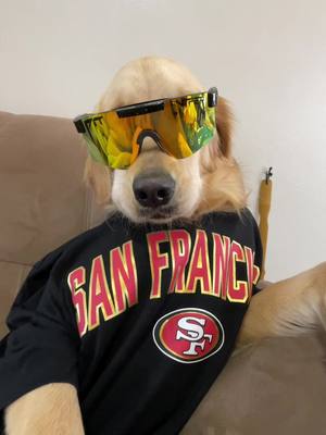 A post by @sophiesgoldenlife on TikTok caption: Sophies rooting for the 49er’s #dog #dogoftheday #goldenretriever #nfl #SuperBowl 