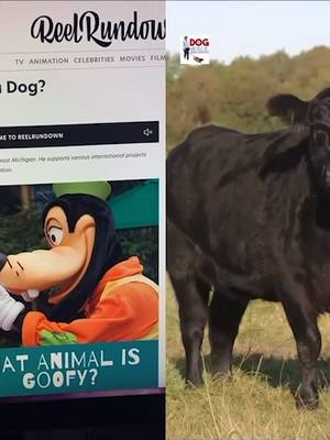 A post by @agoofytiktok on TikTok caption: Goofy is NOT a cow!