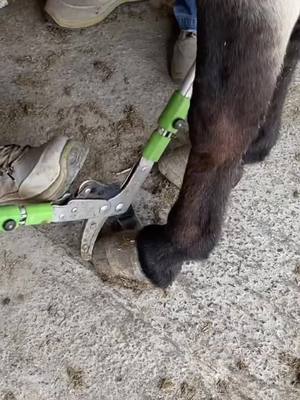 A post by @decompressionking2 on TikTok caption: #satisfyingvideos #satisfyingvideo #decompression #foryourpage #manicure #shoeing #donkey 