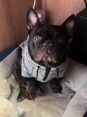 A post by @loosecanonjack on TikTok caption: Love him 🫶🏼 #frenchbulldog #frenchiesoftiktok 