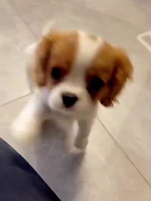 A post by @creative.cartoon.edits on TikTok caption: Se non ti piaccio scorri pure 💔 #cane #cucciolo #cavalierkingcharles 