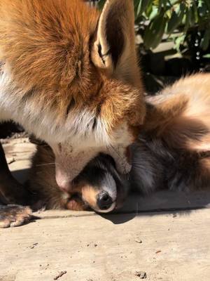 A post by @kikithefox_ on TikTok caption: 😵‍💫  #kikithefox #kikifoxfamily #nopets #fox #fuchs