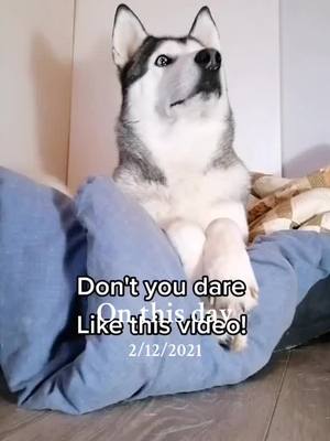 A post by @the_husky_gang on TikTok caption: Dont you dare  #fyp #onthisday 