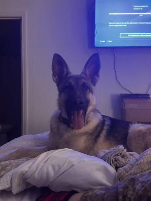 A post by @julie.olivia on TikTok caption: He’s a big cuddler#germanshepherd #germanshepherdsoftiktok #germanshepherdpuppy #fyp 