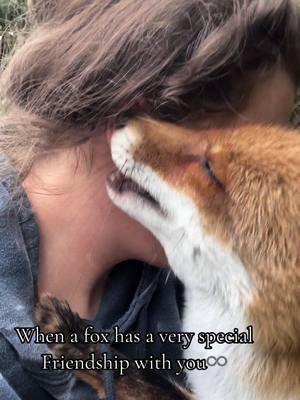 A post by @kikithefox_ on TikTok caption: Who would have ever thought that we would become something like this?🥺 #kikithefox #kikifoxfamily #nopets #fuchs #fox 