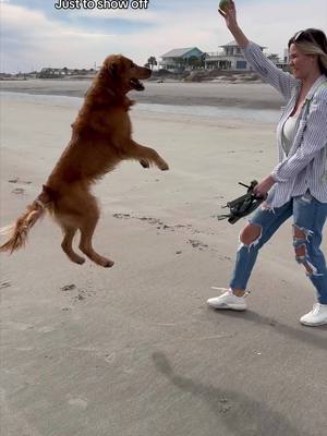 A post by @thedogedition on TikTok caption: Weekend in my life as the Jake #goldenretriever #goldenretrieverlife #puppylove #charleston #charlestondog 