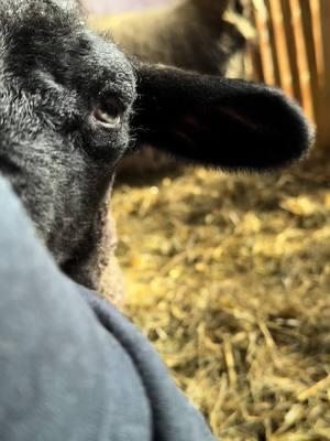 A post by @lv_clydesdale on TikTok caption: Lambing season is open 😍 #lambing #cuteanimals #babyanimals #sheep #farmlife 