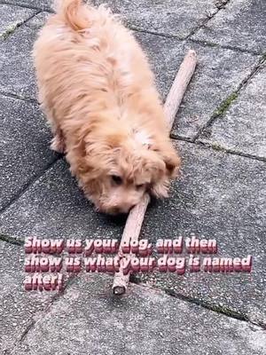 A post by @tiktokays_aresofficial on TikTok caption: Ares 🐾🐶🐾 ♥️ #foryoupage #foryou #viral #cockapoo #cockapoosoftiktoks #cockapoolove #tiktokays_Aresofficial🐾🐶🐾 #tiktokays_official👩🏻‍🎤💫 #funnydogs #funnyvideos #dogsoftiktok 