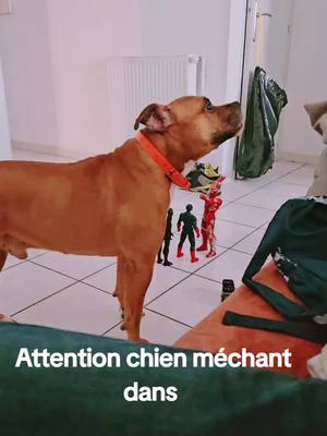 A post by @tachanteusecelhya on TikTok caption: chien méchant 🥰 #staffordshirebullterrier #chien #Love #maviedechien #foryou #fypシ 