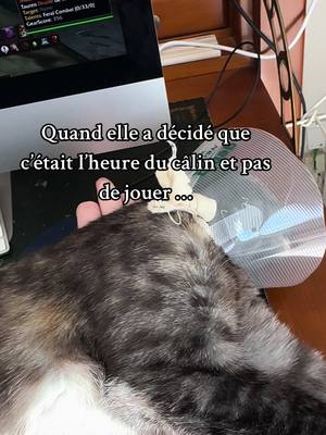 A post by @passion.animaux_ on TikTok caption: Pas tres pratique tout ça 😅 #cat #catsoftiktok #chat #cute #animals #cutecat #mybabycat #chatmignon #funnycat #worldofwarcraft 