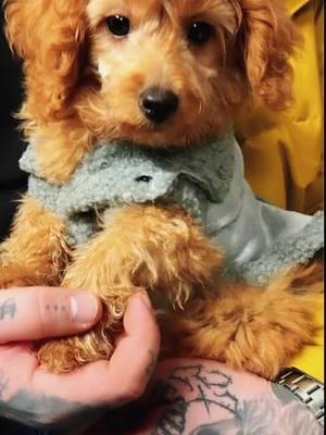 A post by @tiktokays_aresofficial on TikTok caption: Ares 🐾🐶🐾♥️ #foryoupage #foryou #cockapoo #cockapoosoftiktoks #cockapoolove #tiktokays_official👩🏻‍🎤💫 #tiktokays_Aresofficial🐾🐶🐾 #fyp 