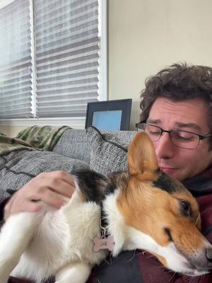 A post by @thedivorceattorney on TikTok caption: #corgi #dogsoftiktok #cuddlebuddy 