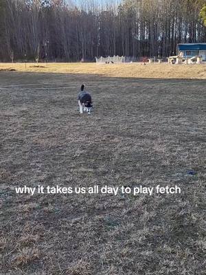 A post by @ali_just_jiggin on TikTok caption: Padme is getting slower now that she is 10 but I love watching her play this way #husky #homestead #fyp #dog #chicken #goat #blueheeler #farmlife 