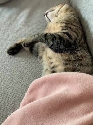 A post by @melcldn on TikTok caption: Tranquille ❤️ #chat #pourtoi #foryou 