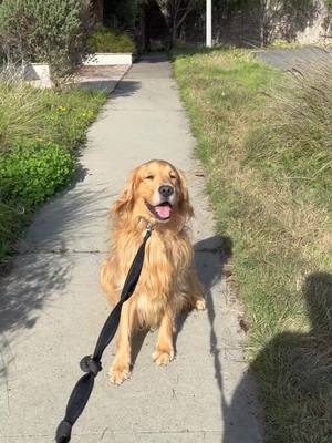 A post by @chubbsthegolden on TikTok caption: it’s a no from me dawg  #goldenretriever #stubborndog #itsanofromme #newportbeach 