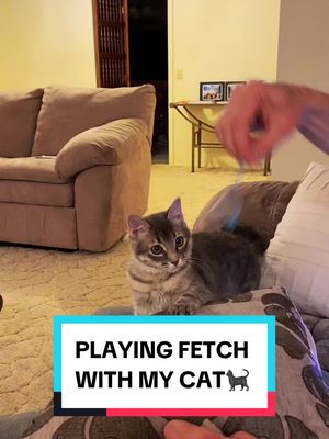 A post by @nassrinsdiy on TikTok caption: Playing fetch with my cat.🐈‍⬛ #fun #cat #kitten #play #fetch #fyp #animals #cute 