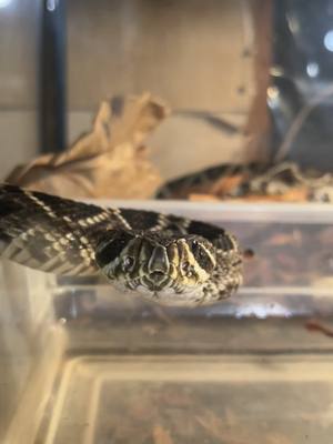 A post by @scalesandthings on TikTok caption: Caught this kid getting some water. Eastern Diamondback Rattlesnake. Havent picked a name for her, yet. . . . . . . . . #foryou #foryoupage #fyp #zoo #reptile #cute #lol #pets #animals #PetsOfTikTok #deadlygames #venom #deadlyamerica #venomous #venomoussnake #snake #snakes #rattlesnake #easterndiamondback #crotalus #crotalusadamanteus 