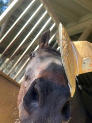 A post by @chloereifert on TikTok caption: #horse #fyp #chocolatecoveredstrawberries 