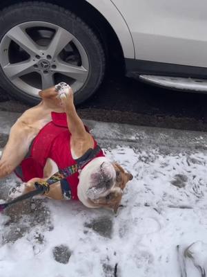 A post by @porkybeans_thebulldog on TikTok caption: Where there is snow, I will roll