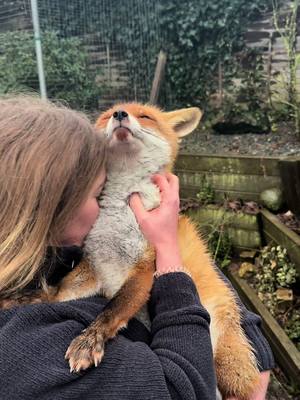 A post by @kikithefox_ on TikTok caption: I couldn't imagine a better kiss in the rain🩵 #kikithefox #kikifoxfamily #nopets #fox #fuchs