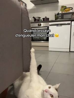 A post by @tfk309 on TikTok caption: Oh Allez !! Plus d’envie la ! 😡 #chat #cat #humour #drole #pourtoi #fypシ 