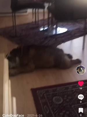 A post by @cutedogporkchop on TikTok caption: My little baby I love you.##bulldog##happy##fypシviral