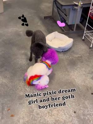 A post by @rena_tries_grooming on TikTok caption: #rainbowpoodle 