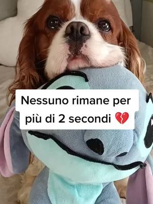 A post by @creative.cartoon.edits on TikTok caption: Hey ma tu sei rimasto! ❤️ diventiamo amici? 🥰🐶 #cane #cavalierkingcharles #cucciolo 