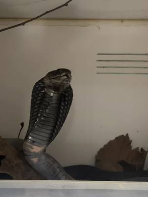 A post by @scalesandthings on TikTok caption: I usually dont post these kids too often because i have to glove up and mask up. The Black Necked Spitting cobras are old enough to breed now. The end clip is how small they were when in a 5 gallon bucket vs now how big the female is in a 4ft enclosure.  . . . . . . . . . #foryou #foryoupage #fyp #zoo #reptile #cute #pets #animals #PetsOfTikTok #deadlygames #venom #africa #naja #najanigricollis #cobra #spittingcobra #venomous #venomoussnake #snake #snakes #eyeprotection 