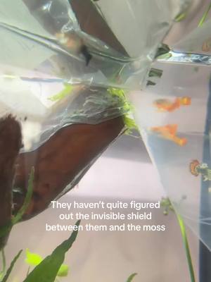 A post by @buckyandharry on TikTok caption: Love the enthusiam but they lack a few brain cells #fishtok #shrimp #fishkeeping #aquarium 