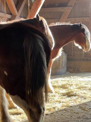 A post by @lv_clydesdale on TikTok caption: Good morning ☀️ #morningroutine #viral #horses #clydesdale #horsevlog 