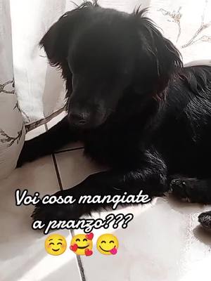 A post by @whisky_jenny on TikTok caption: Voi cosa mangiate a pranzo??? ☺️🥰😋 #jennyewhisky #pyfツ #pyf #foryou #meticciolovers #meticcio #pranzo #caniditiktok #cani #amoglianimali #caneparlante #voceburlone #videocani 