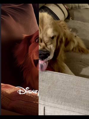 A post by @henry_and_friends on TikTok caption: Straight up evil !#GoldenRetrieverLife #goldenretriever #pixar #goldenretriversoftiktok 